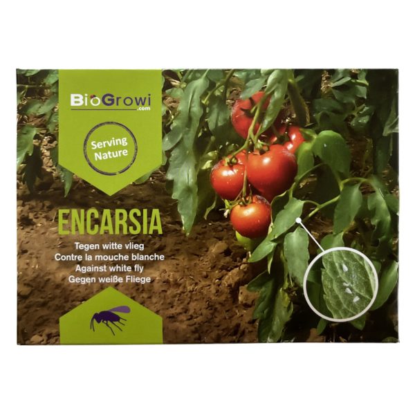 Encarsia formosa contre la mouche blanche