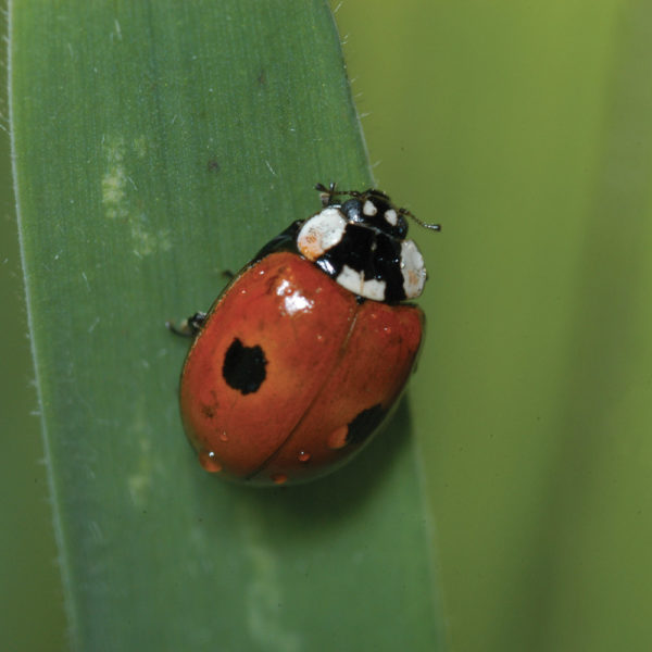 Coccinelles Adalia bipunctata contre les pucerons – Image 2