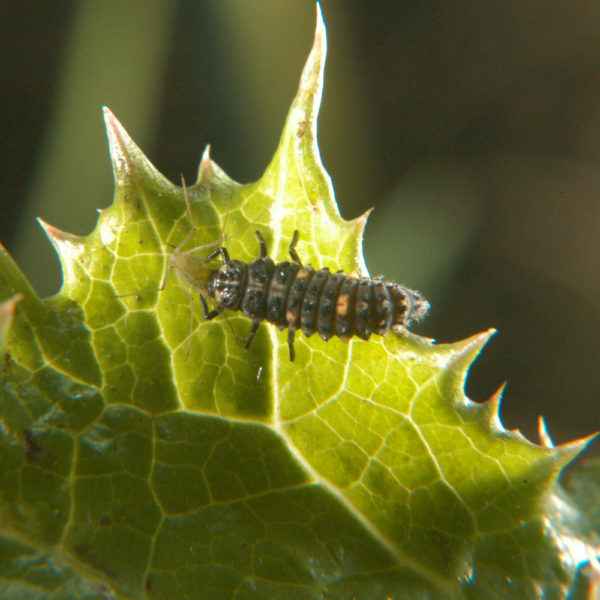 Larves de coccinelles Adalia bipunctata contre les pucerons – Image 2