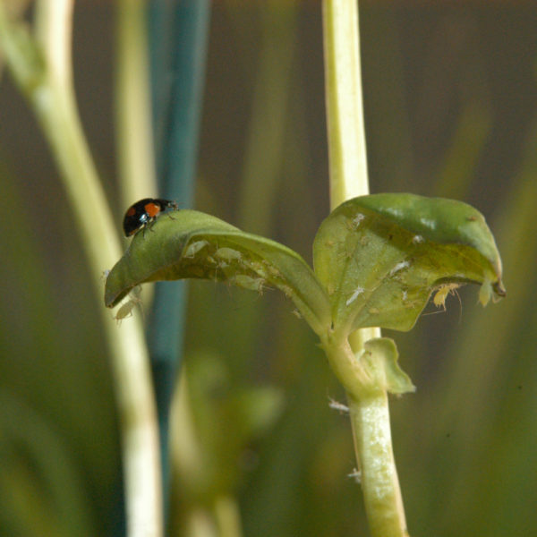 Coccinelles Adalia bipunctata contre les pucerons – Image 3