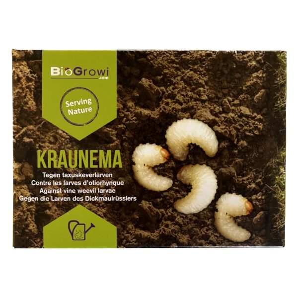 Nématodes Steinernema kraussei contre les otiorhynques