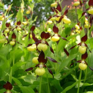 Cypripedium calceolus 3