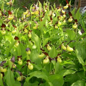 Cypripedium calceolus 1