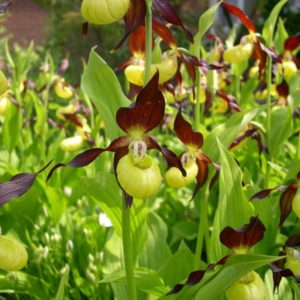 Cypripedium calceolus 2