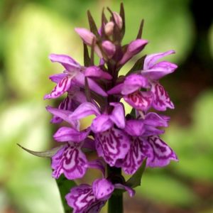 Dactylorhiza alpestris 2