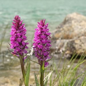 Dactylorhiza alpestris 1