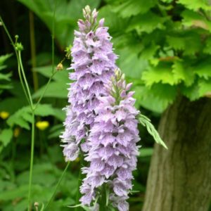 Dactylorhiza fuchsii 1