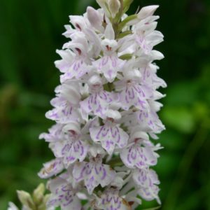 Dactylorhiza fuchsii 2