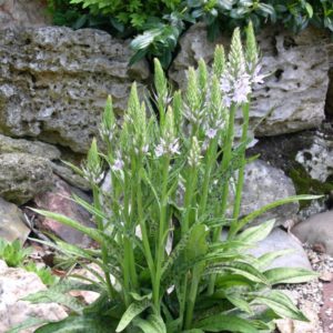 Dactylorhiza fuchsii 4