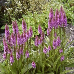 Dactylorhiza majalis 1