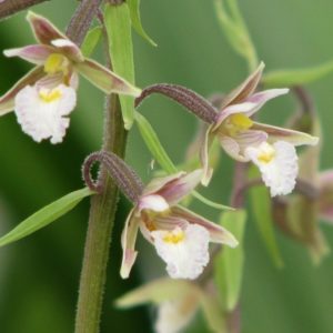 Epipactis palustris 3