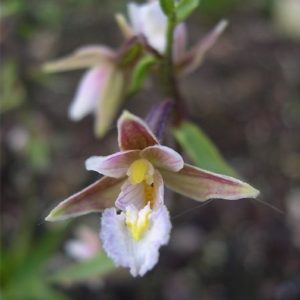 Epipactis palustris 1