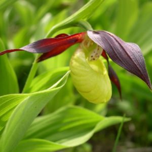 Cypripedium calceolus 4