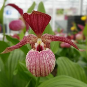 Cypripedium Ventricosum