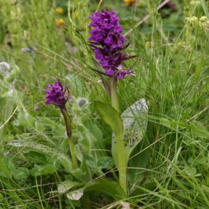 Dactylorhiza alpestris 4