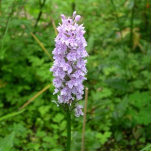 Dactylorhiza fuchsii 3