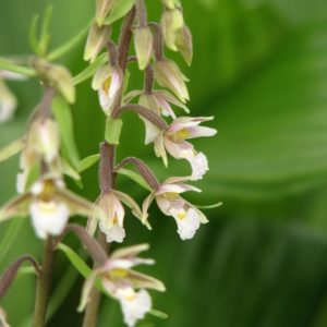 Epipactis palustris 4