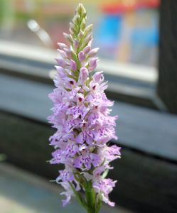 Dactylorhiza maculata