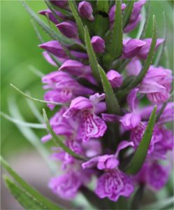 Dactylorhiza praetermissa