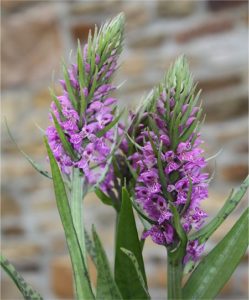 Dactylorhiza praetermissa