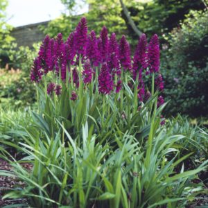 Dactylorhiza purpurella