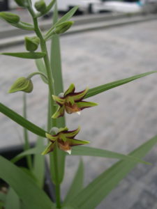 Epipactis veratrifolia