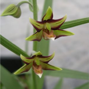 Epipactis veratrifolia