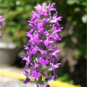 Dactylorhiza purpurella