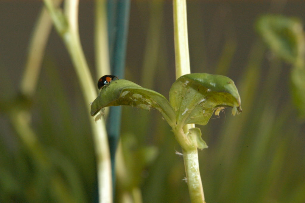 Lutter naturellement contre les thrips - BioInsecte