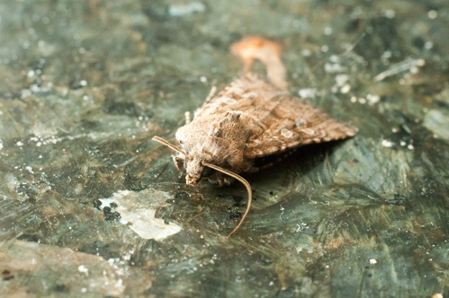 Lutter naturellement contre la mite alimentaire - BioInsecte