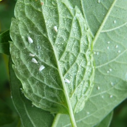 Piège à mouches - BioInsecte