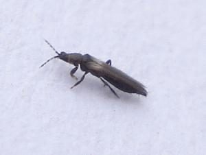 thrips