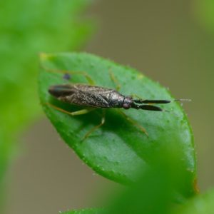 thrips