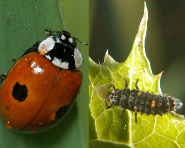 Combinaison de larves de coccinelles et de coccinelles Adalia bipunctata – Image 2