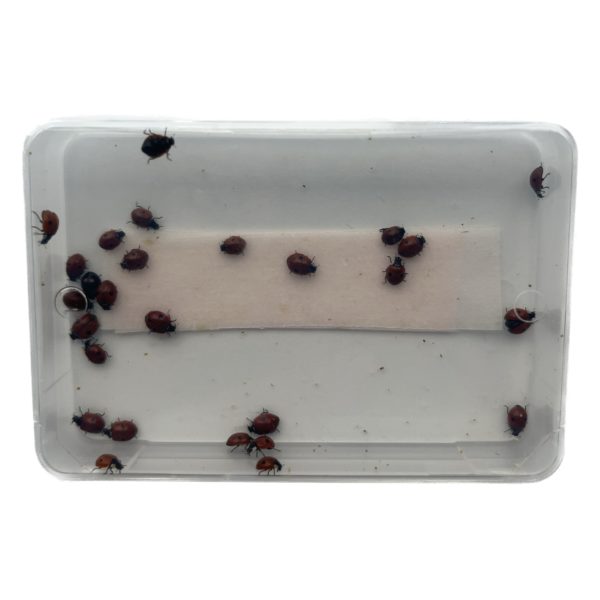 Coccinelles Adalia bipunctata contre les pucerons