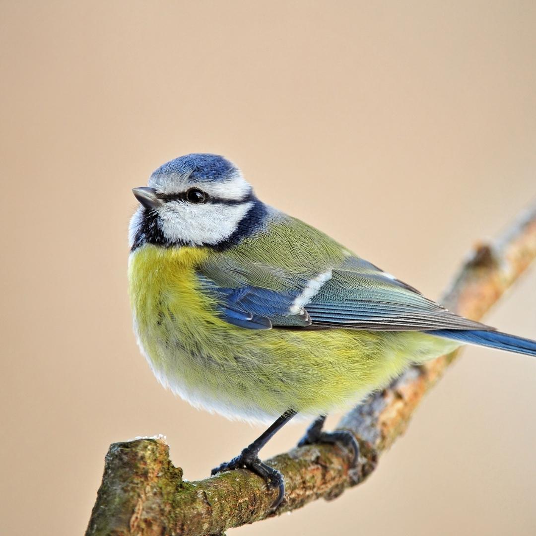 Piège à mouches - BioInsecte