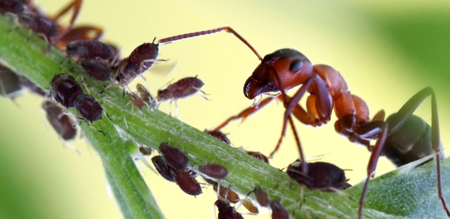 pucerons et fourmis
